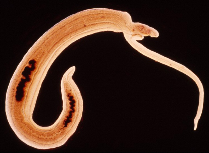 schistosoma-pair-2
